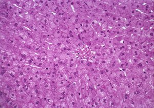 Liver Cells by Unknown
